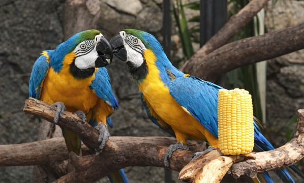 Macaw Biru-Kuning <i>(Ara ararauna)</i>